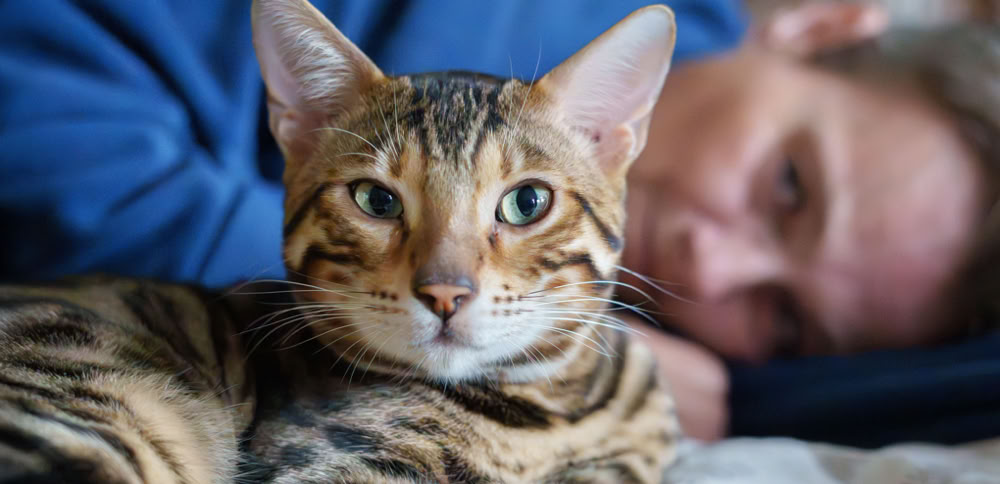 Katzenberatung: Problem