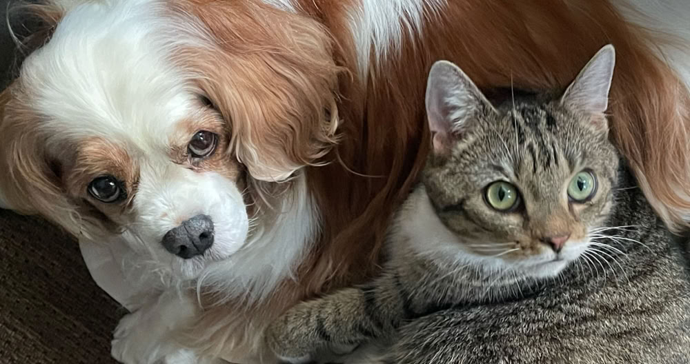 Katzenberatung: Hund Katze