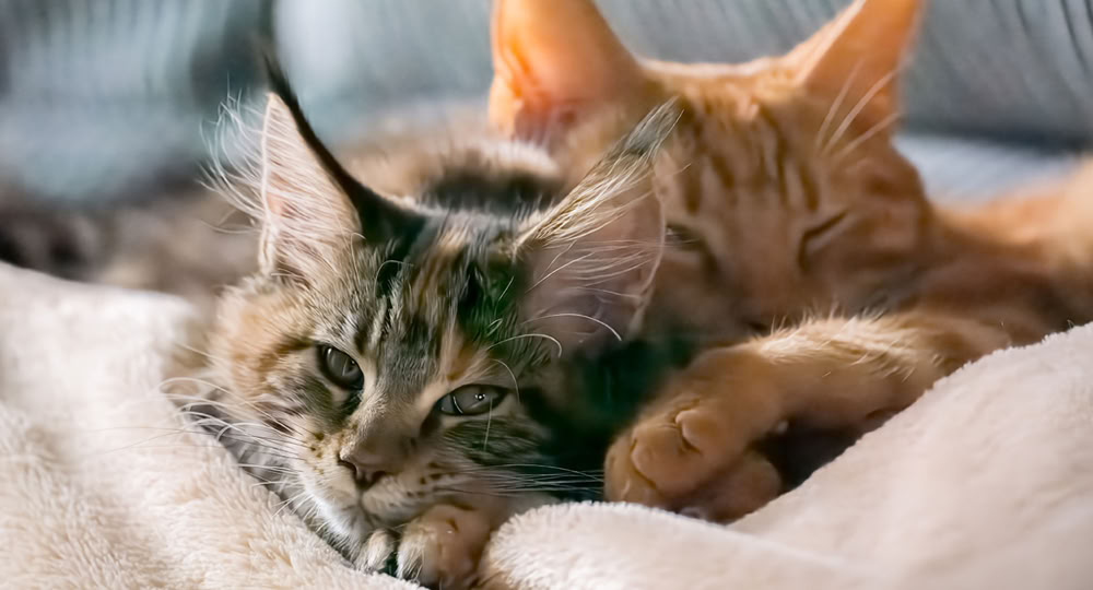 Katzenberatung: Katze Katze