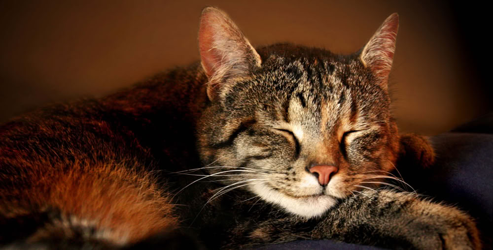 Katzenberatung: Stress