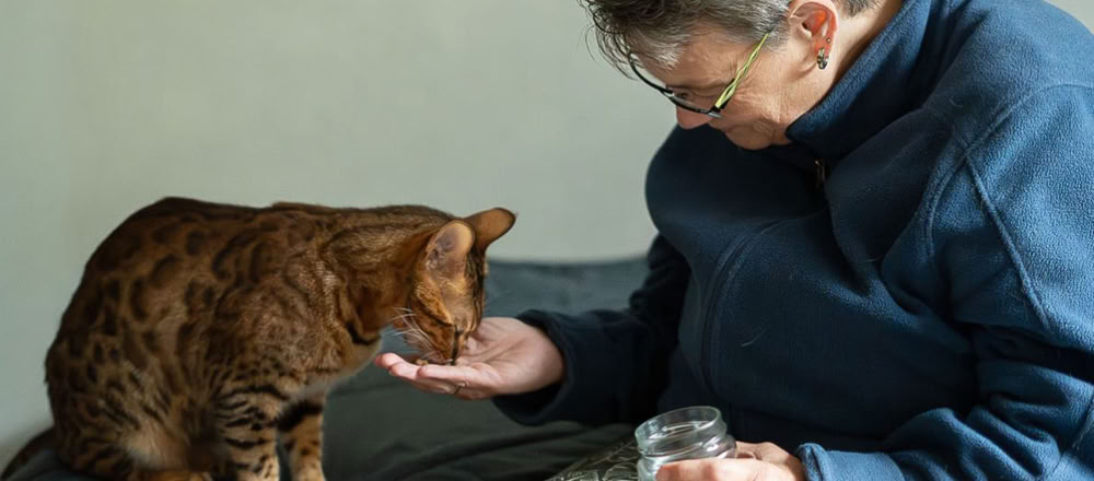 Katzenberatung: Ernährung